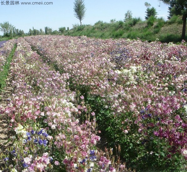 小花耬斗菜種子發(fā)芽出苗開(kāi)花圖片