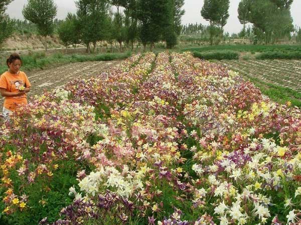 小花耬斗菜種子發(fā)芽出苗開(kāi)花圖片