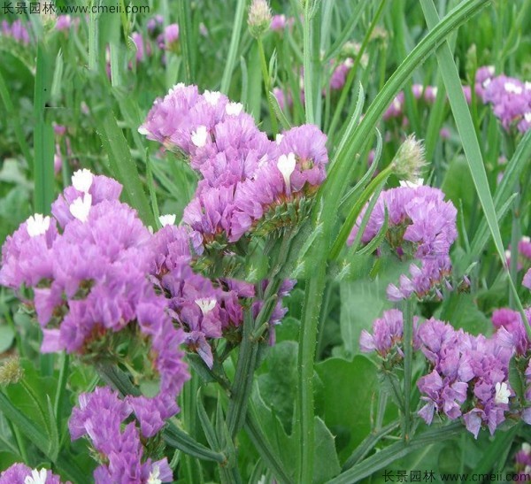 勿忘我種子發(fā)芽出苗開花圖片