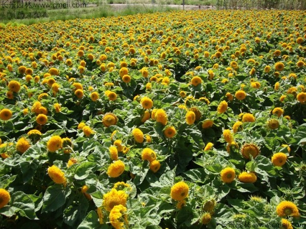 觀賞向日葵種子發(fā)芽出苗開(kāi)花圖片