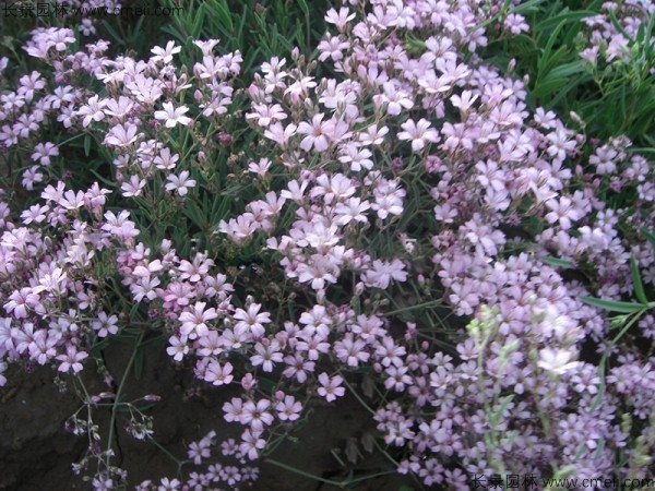 霞草種子發(fā)芽出苗開花圖片