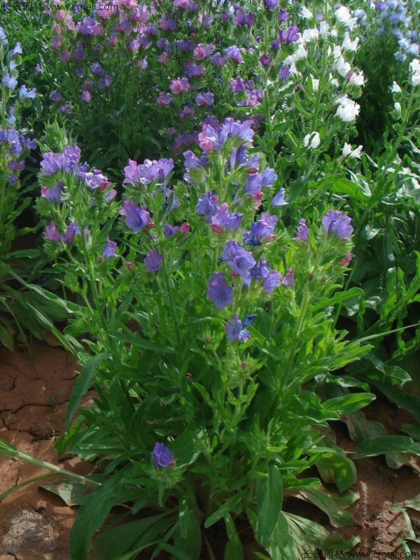 藍(lán)薊種子發(fā)芽出苗開(kāi)花圖片