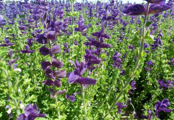 藍花鼠尾草種子發(fā)芽出苗開花圖片