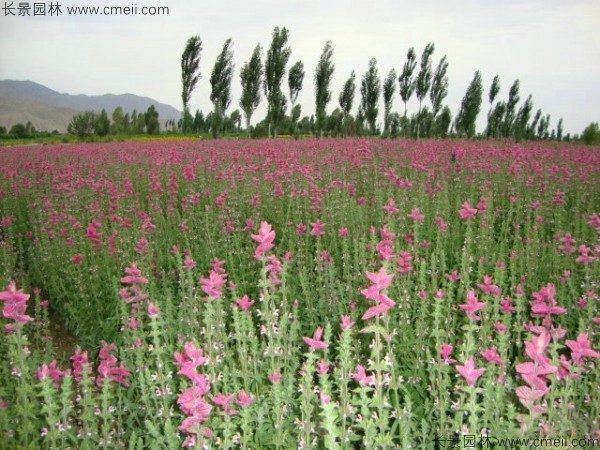 粉花鼠尾草種子發(fā)芽出苗開花圖片