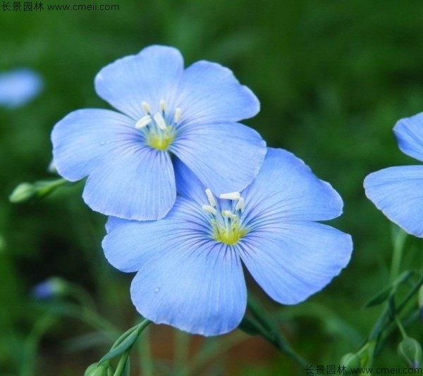 黃金亞麻種子發(fā)芽出苗開花圖片