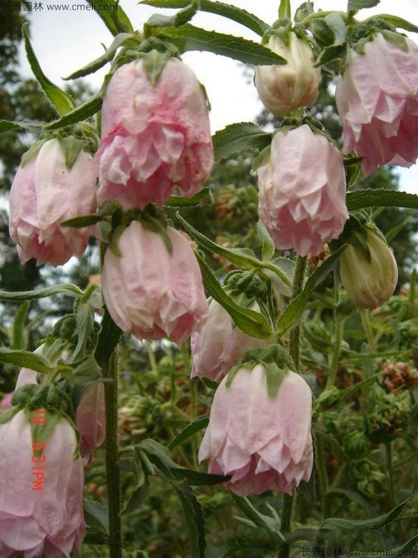 風(fēng)鈴花種子發(fā)芽出苗開花圖片