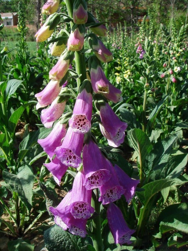 毛地黃種子發(fā)芽出苗開(kāi)花圖片