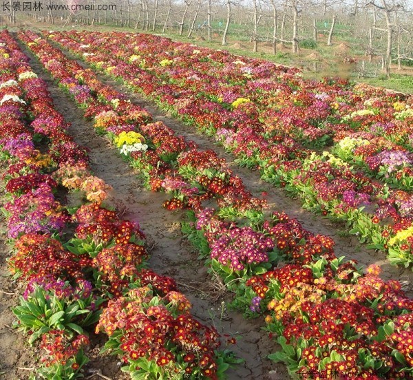 歐洲報(bào)春種子發(fā)芽出苗開(kāi)花圖片