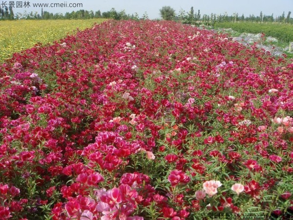 古代稀種子發(fā)芽出苗開花圖片