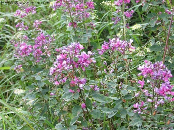 胡枝子種子發(fā)芽出苗開花圖片