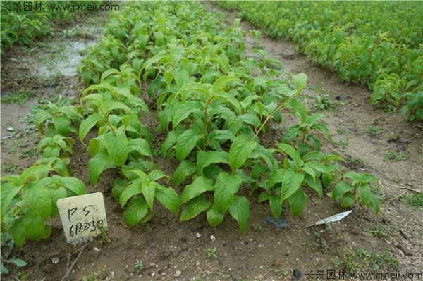 君遷子種子發(fā)芽出苗圖片