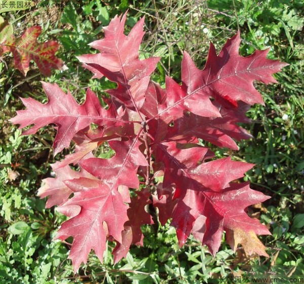 櫟樹(shù)種子發(fā)芽出苗圖片