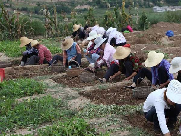 半夏種子發(fā)芽出苗采收圖片