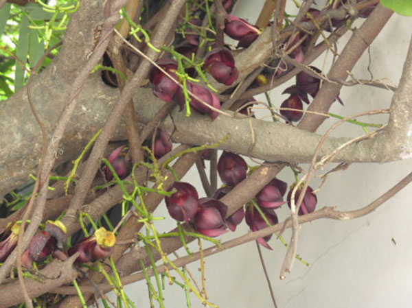 雞血藤樹(shù)苗開(kāi)花圖片