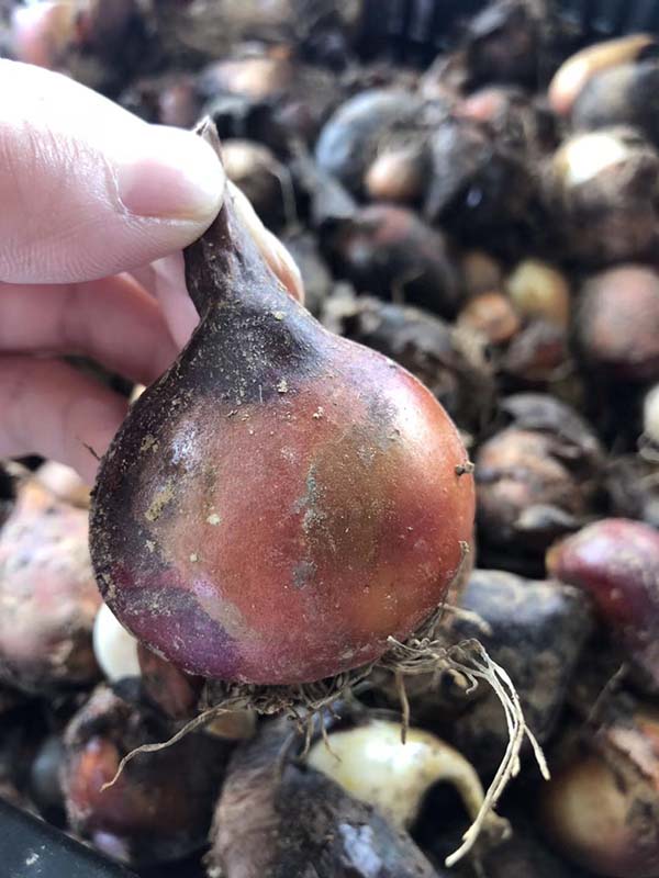 花卉植物郁金香種球種苗