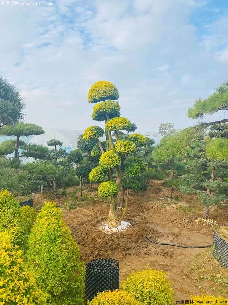 亮晶女貞造型樹庭院樹金色高檔高貴苗木